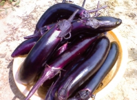 茄子的家常做法大全,茄子怎么做好吃