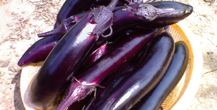 茄子的家常做法大全,茄子怎么做好吃
