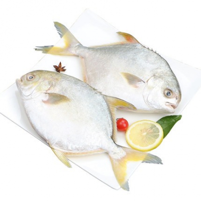 金鯧魚(yú)特大金昌魚(yú)
